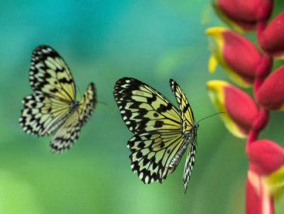 Tim Fitzharris - Paper Kite butterflies flying, Philippines