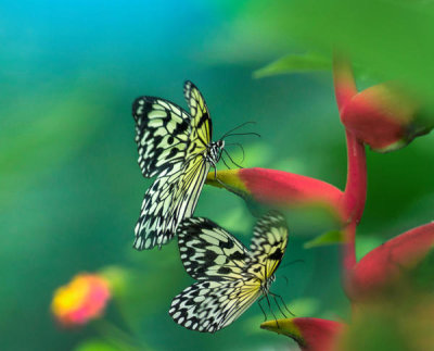 Tim Fitzharris - Paper Kite butterflies, Philippines