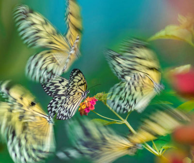Tim Fitzharris - Paper Kite butterflies flying, Philippines