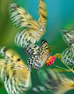 Tim Fitzharris - Paper Kite butterflies flying, Philippines