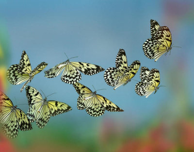 Tim Fitzharris - Paper Kite butterflies flying, Philippines