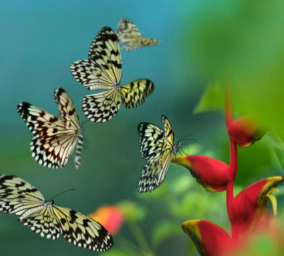 Tim Fitzharris - Paper Kite butterflies flying, Philippines
