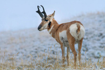 Tim Fitzharris - Pronghorn Antelope, Yellowstone National Park, Wyoming