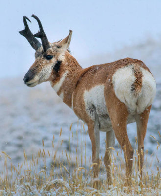 Tim Fitzharris - Pronghorn Antelope, Yellowstone National Park, Wyoming