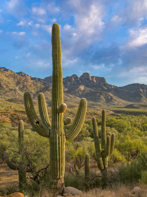 Tim Fitzharris - Saguaro cacti, Catalina State Park, Arizona