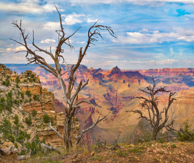 Tim Fitzharris - Dead trees, Vishnu Temple, Grand Canyon, Grand Canyon National Park, Arizona