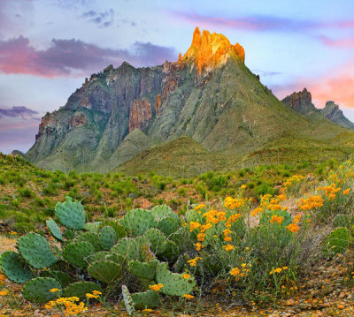 Tim Fitzharris - Opuntia cactus, Chisos Mountains, Big Bend National Park, Texas