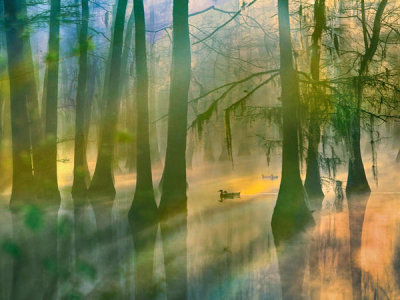 Tim Fitzharris - Mallard pairs and Bald Cypress trees in lake, Lake Fausse Pointe, Lousiana