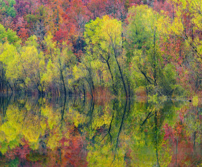 Tim Fitzharris - Deciduous forest along lake, Gillham Lake, Arkansas