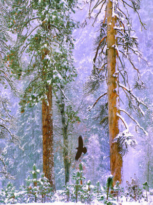 Tim Fitzharris - Common Raven flying in winter, Yosemite Valley, Yosemite National Park, California