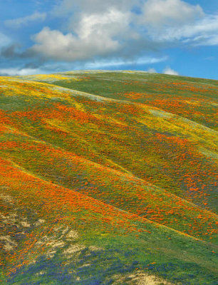 Tim Fitzharris - California Poppy covered hillside in spring, Tehachapi Hills near Gorman, California