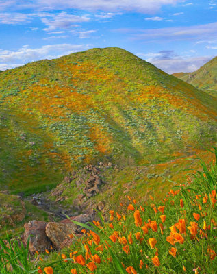 Tim Fitzharris - California Poppy covered hillside in spring, Temescal Canyon, California