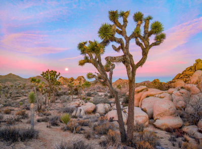 Tim Fitzharris - Joshua Tree in desert, Joshua Tree National Park, California