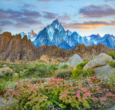 Tim Fitzharris - Shadscale flowering, Lone Pine Peak, Alabama Hills, Sierra Nevada, California