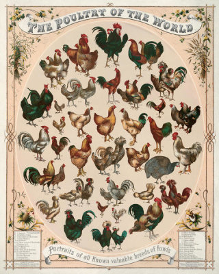 L. Prang and Co. - The poultry of the world--Portraits of all known valuable breeds of fowls, 1868