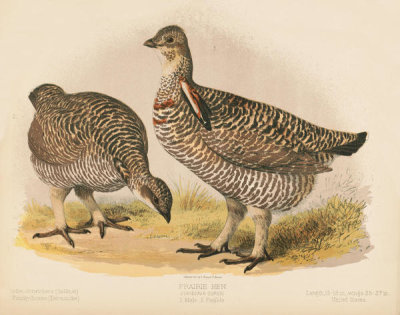 L. Prang and Co. - Prairie Hen - Cupidonia Cupido - Male and Female, 1874
