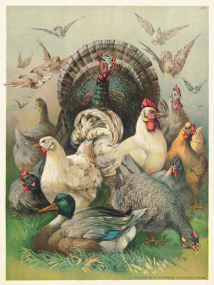 Strobridge Litho Co. - Magnificent Poultry, 1891