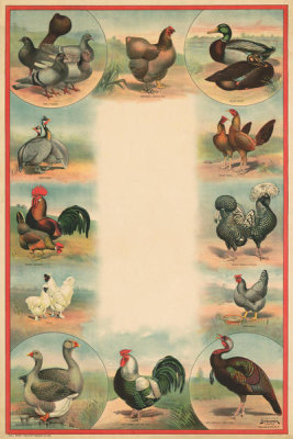 Stetcher Lith. Co., Rochester, N.Y. - Full sheet poultry hanger. No. 23