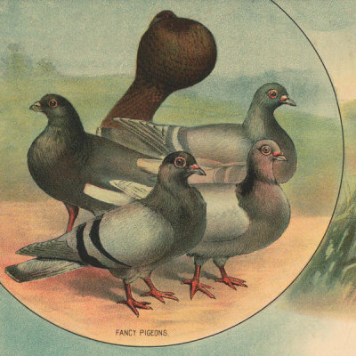 Stetcher Lith. Co., Rochester, N.Y. - Fancy Pigeons - Detail of Full sheet poultry hanger. No. 23