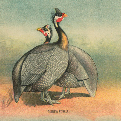 Stetcher Lith. Co., Rochester, N.Y. - Guinea Fowls - Detail of Full sheet poultry hanger. No. 23
