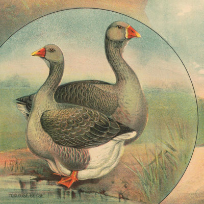 Stetcher Lith. Co., Rochester, N.Y. - Toulouse Geese - Detail of Full sheet poultry hanger. No. 23