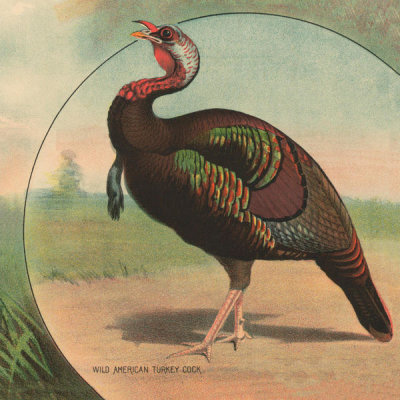 Stetcher Lith. Co., Rochester, N.Y. - Wild American Turkey Cock - Detail of Full sheet poultry hanger. No. 23