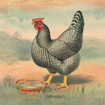 Stetcher Lith. Co., Rochester, N.Y. - Dominiques - Detail of Full sheet poultry hanger. No. 23