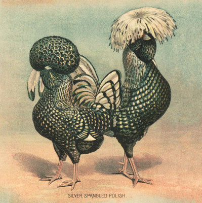 Stetcher Lith. Co., Rochester, N.Y. - Silver Spangled Polish - Detail of Full sheet poultry hanger. No. 23