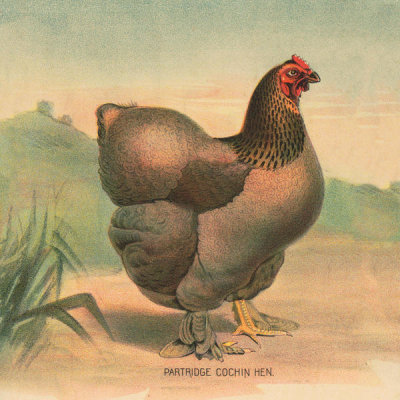 Stetcher Lith. Co., Rochester, N.Y. - Partridge Cochin Hen - Detail of Full sheet poultry hanger. No. 23