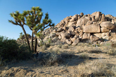 Carol Highsmith - Joshua Tree National Park, California, 2012