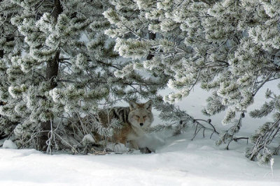 Carol Highsmith - A coyote, mid-winter in Wyoming's Yellowstone National Park, 2016