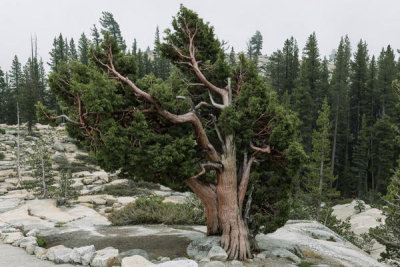 Carol Highsmith - Windswept Pine in Yosemite National Park, 2013