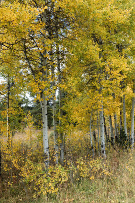 Carol Highsmith - Autumn scene near Jackson Lake in Grand Teton National Park, 2015