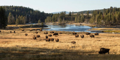 Carol Highsmith - American bison, in Yellowstone National Park, Wyoming, 2015