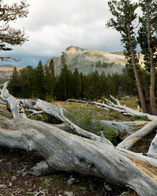 Carol Highsmith - A fallen tree in Yosemite National Park, California, 2012