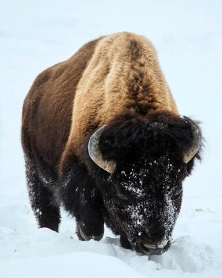 Carol Highsmith - An American bison, Yellowstone National Park, Wyoming, 2016