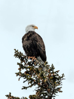 Carol Highsmith - A bald eagle in Yellowstone National Park, Wyoming, 2016