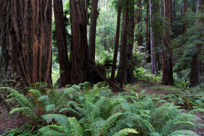 Carol Highsmith - Muir Woods, California, 2012