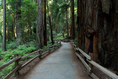 Carol Highsmith - Muir Woods, California, 2012