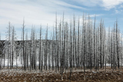 Carol Highsmith - Ice coats the trees in volcanic cauldrons, in Wyoming's Yellowstone National Park, 2016