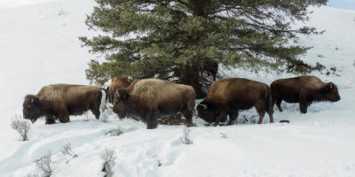Carol Highsmith - Buffaloes pause during a trek through the snow in Yellowstone National Park, 2016