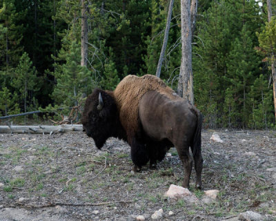 Carol Highsmith - An American bison in Yellowstone National Park, Wyoming, 2015