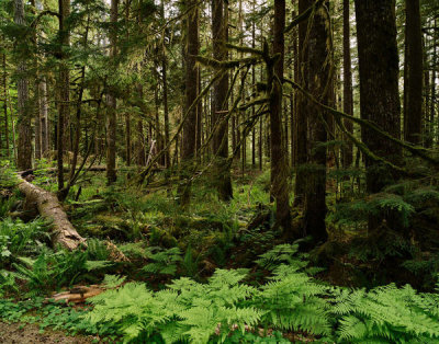 Carol Highsmith - Olympic National Park, Washington State, 2018