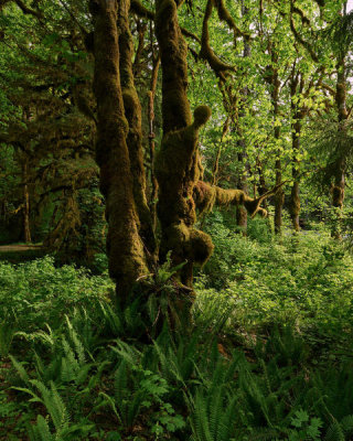 Carol Highsmith - Olympic National Park, Washington State, 2018