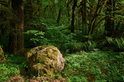 Carol Highsmith - Olympic National Park, Washington State, 2018