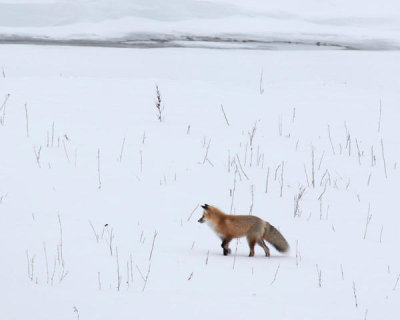 Carol Highsmith - A red fox prowls in Yellowstone National Park, Wyoming, 2016