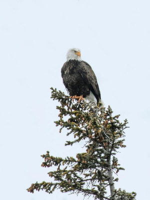 Carol Highsmith - A bald eagle surveys its surroundings high above the Madison River in Yellowstone National Park, 2016