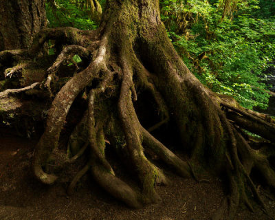 Carol Highsmith - Tree roots along the trail to Marymere Falls, Olympic National Park, Washington State, 2018