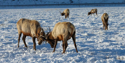 Carol Highsmith - Young bull elk at the elk refuge in Jackson Hole, Wyoming, 2016