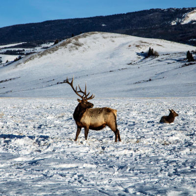 Carol Highsmith - Handsome specimens at the elk refuge in Jackson Hole, Wyoming, 2016